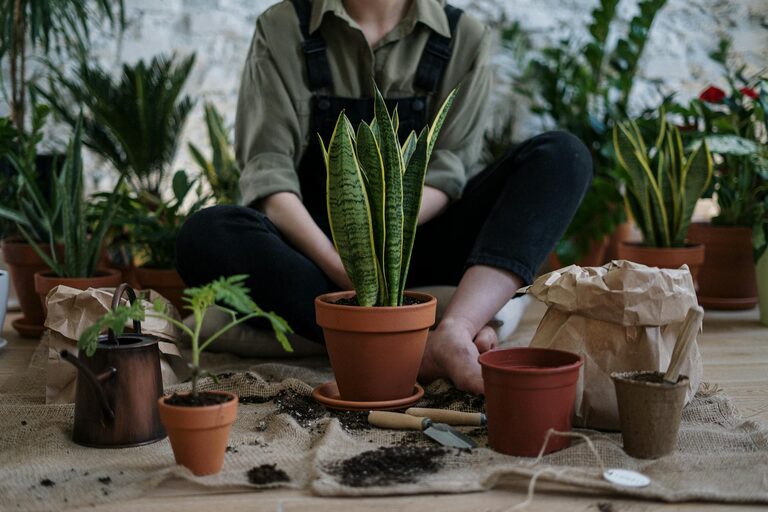 Essential Tips for Keeping Your Houseplants Healthy and Thriving